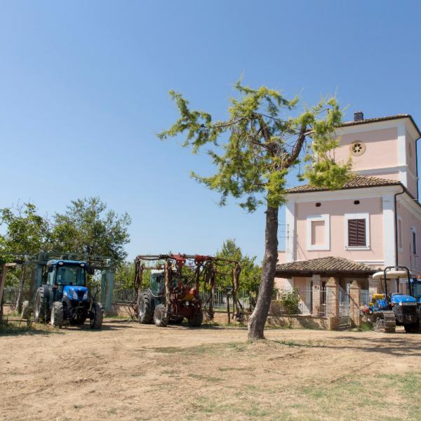 Cantina-di-biase-in-vigna-01