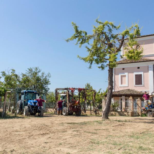 Cantina-di-biase-in-vigna-02