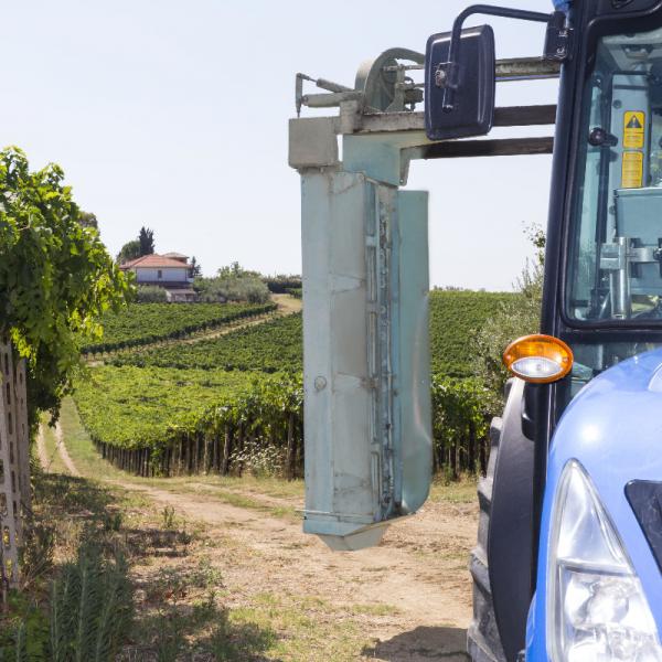Cantina-di-biase-in-vigna-07