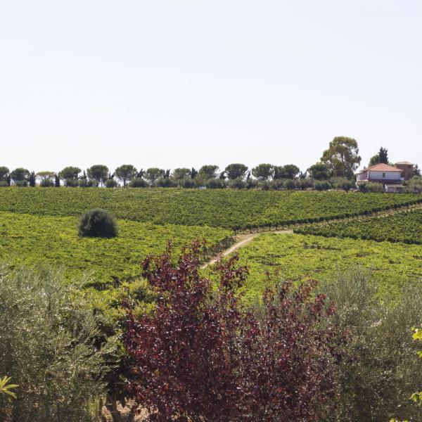 Cantina-di-biase-in-vigna-08