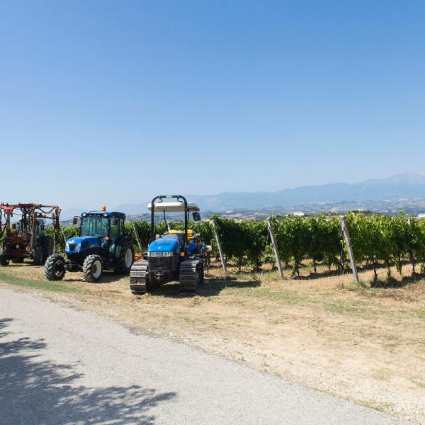 Cantina-di-biase-in-vigna-10