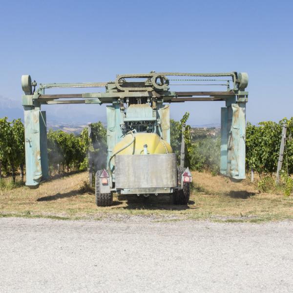 Cantina-di-biase-in-vigna-13