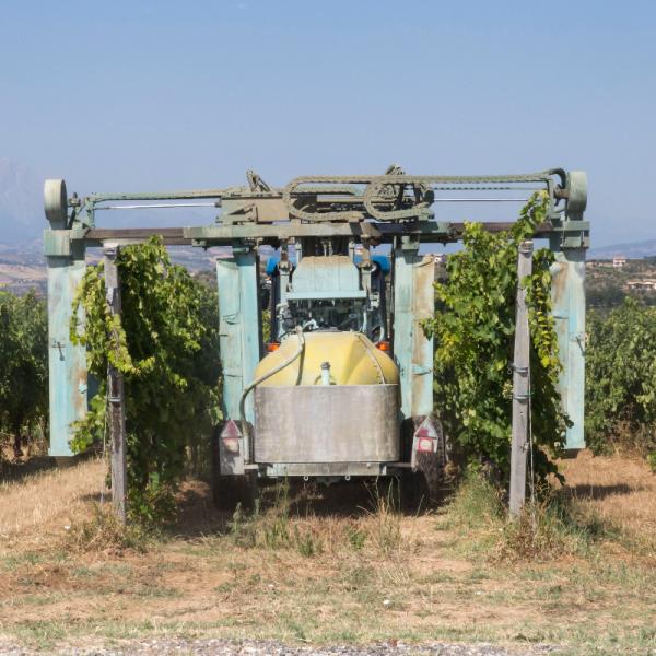Cantina-di-biase-in-vigna-14