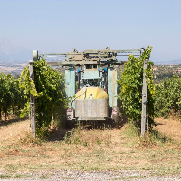 Cantina-di-biase-in-vigna-15