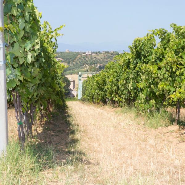 Cantina-di-biase-in-vigna-16
