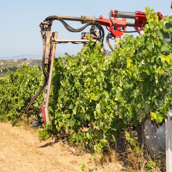 Cantina-di-biase-in-vigna-18