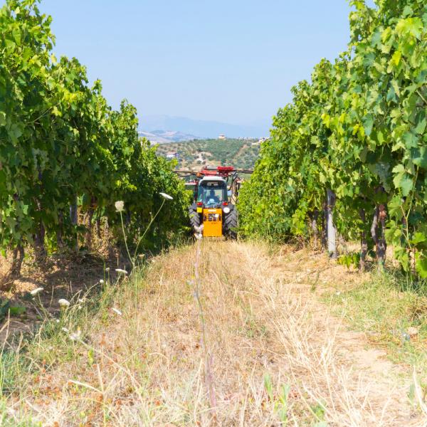 Cantina-di-biase-in-vigna-19
