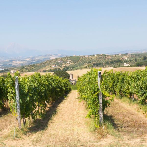 Cantina-di-biase-in-vigna-20