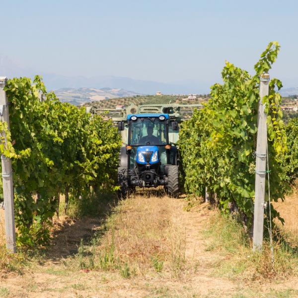 Cantina-di-biase-in-vigna-21