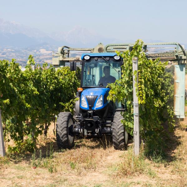 Cantina-di-biase-in-vigna-22