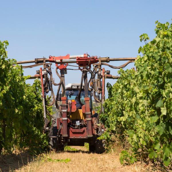 Cantina-di-biase-in-vigna-24