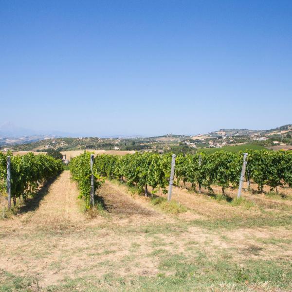 Cantina-di-biase-in-vigna-25