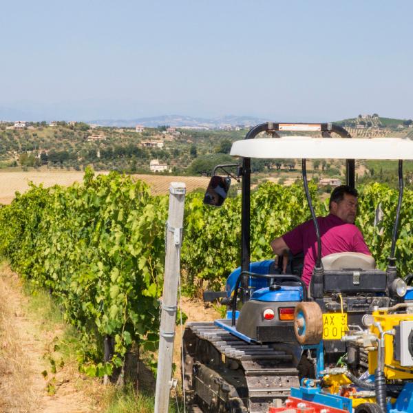 Cantina-di-biase-in-vigna-26
