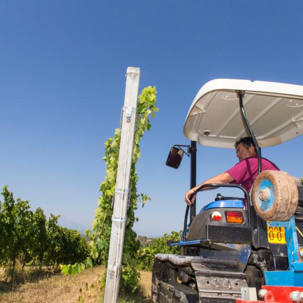 Cantina-di-biase-in-vigna-27