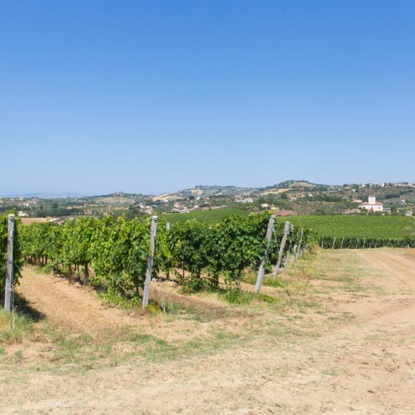 Cantina-di-biase-in-vigna-28