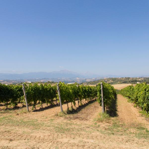 Cantina-di-biase-in-vigna-29