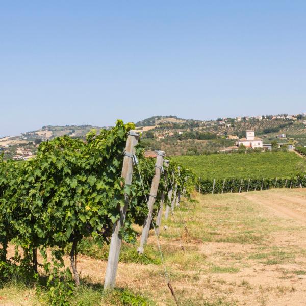 Cantina-di-biase-in-vigna-30