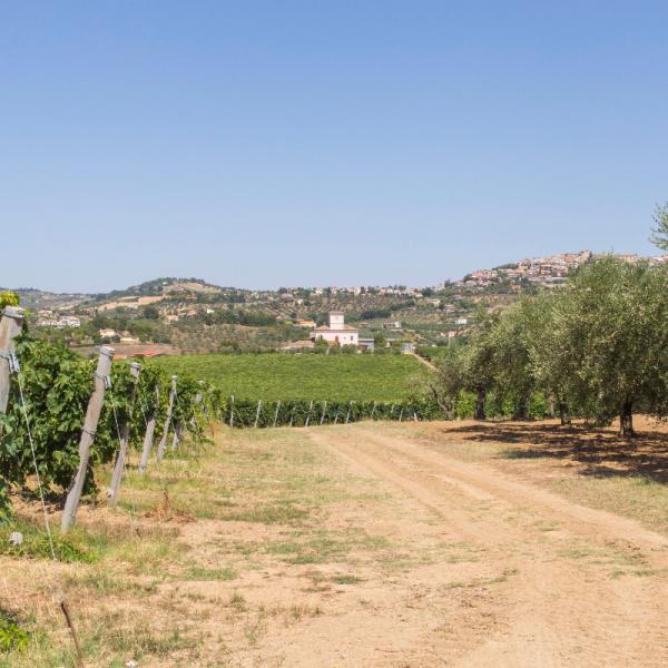 Cantina-di-biase-in-vigna-31