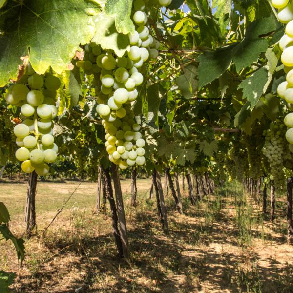 Cantina-di-biase-in-vigna-32