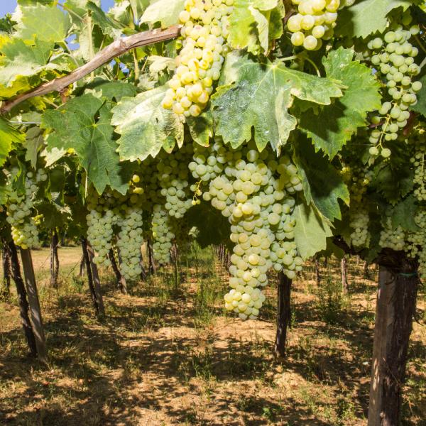 Cantina-di-biase-in-vigna-33