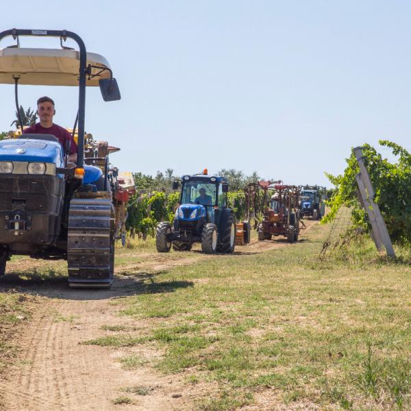 Cantina-di-biase-in-vigna-34