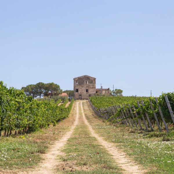 Cantina-di-biase-in-vigna-36