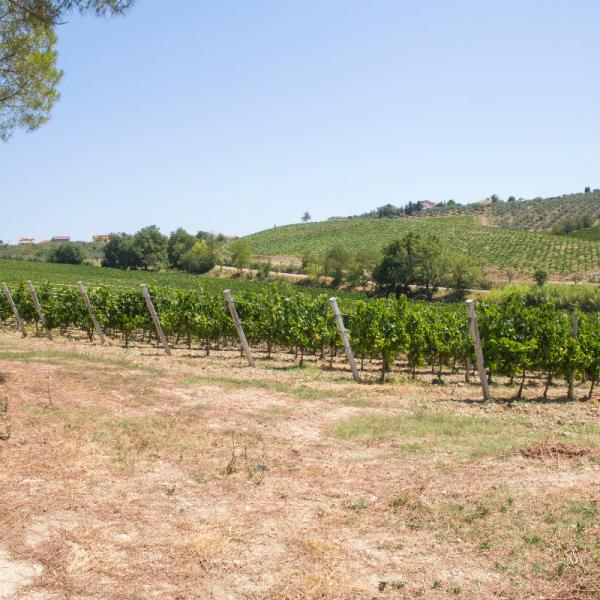 Cantina-di-biase-in-vigna-37