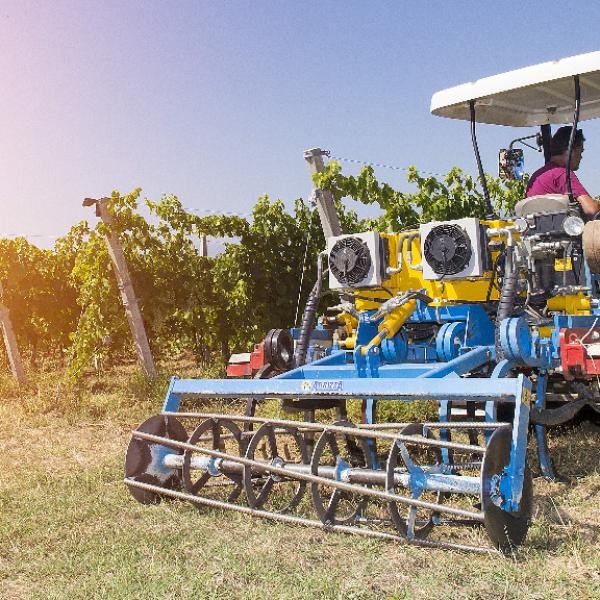 Cantina-di-biase-in-vigna-42