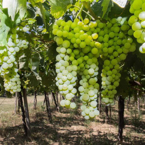 Cantina-di-biase-in-vigna-43