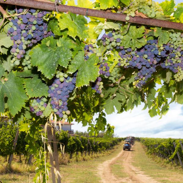 Cantina-di-biase-in-vigna-44