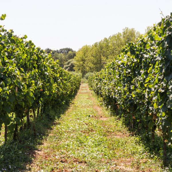 Cantina-di-biase-in-vigna-46