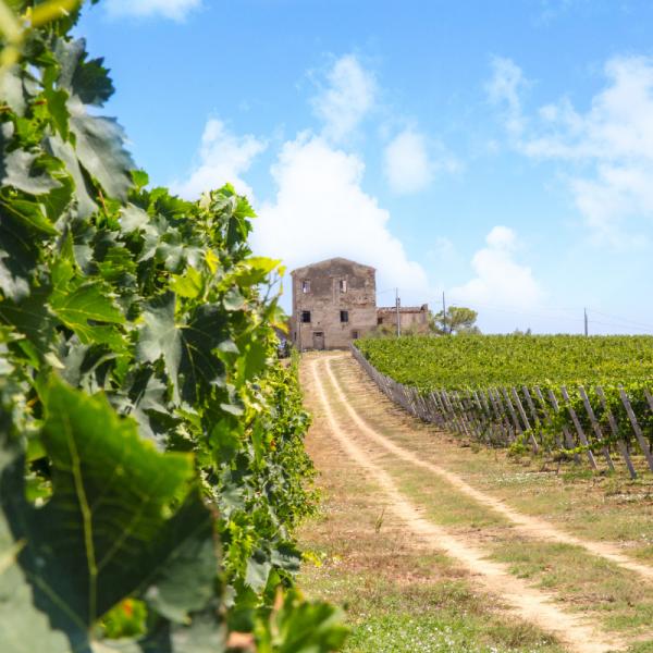 Cantina-di-biase-in-vigna-47