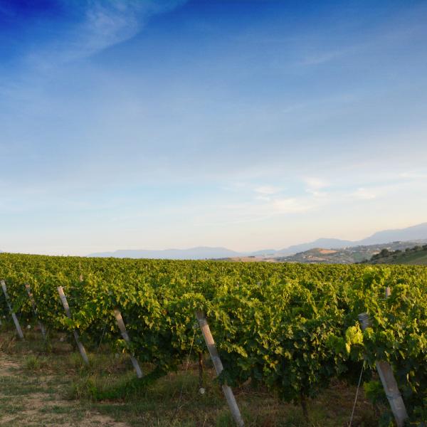 Cantina-di-biase-in-vigna-48