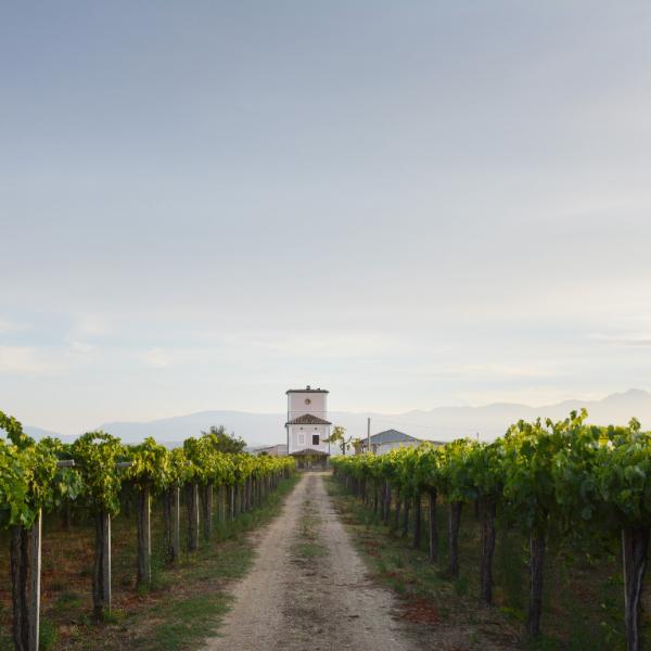 Cantina-di-biase-in-vigna-50