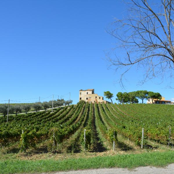 Cantina-di-biase-in-vigna-51