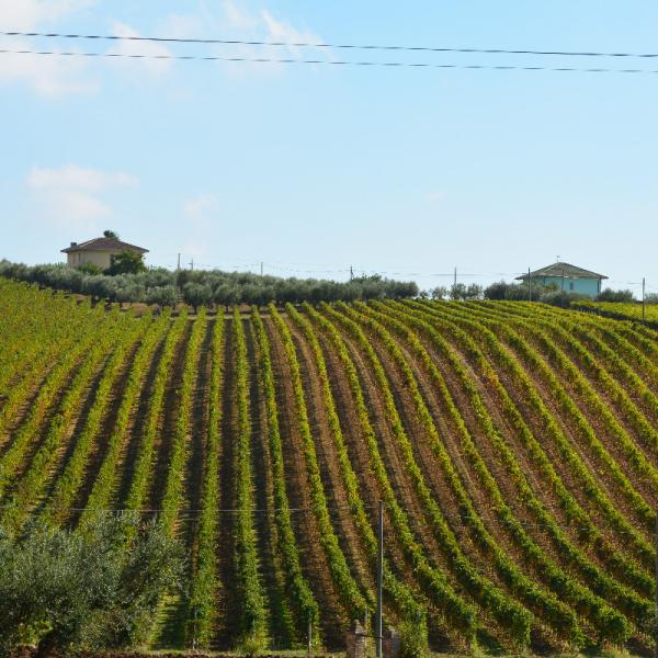 Cantina-di-biase-in-vigna-52