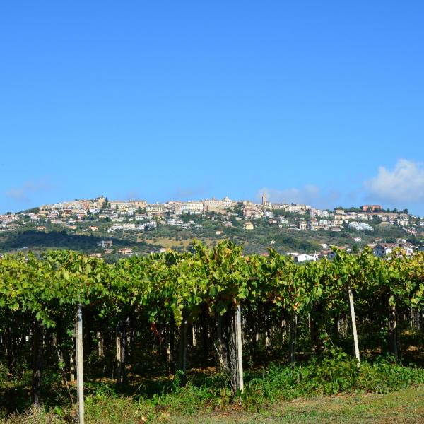 Cantina-di-biase-in-vigna-55