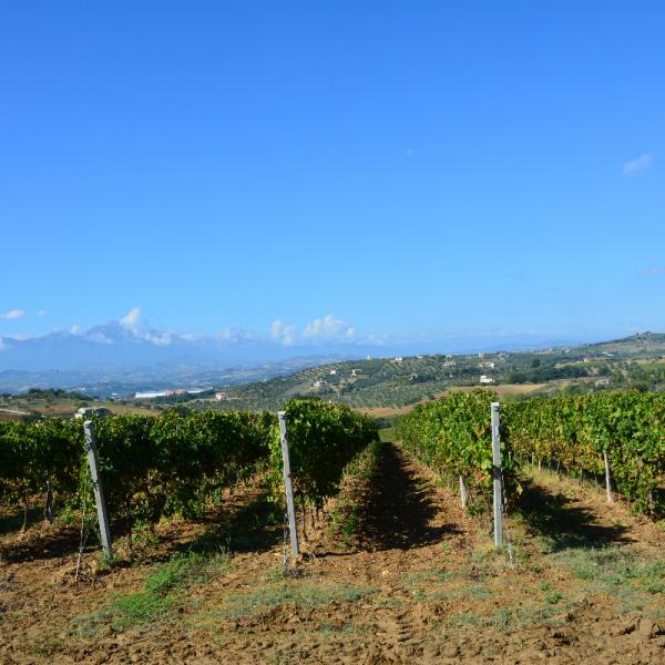 Cantina-di-biase-in-vigna-57
