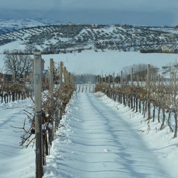 Cantina-di-biase-in-vigna-58