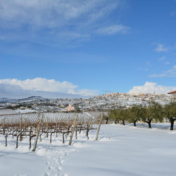 Cantina-di-biase-in-vigna-59