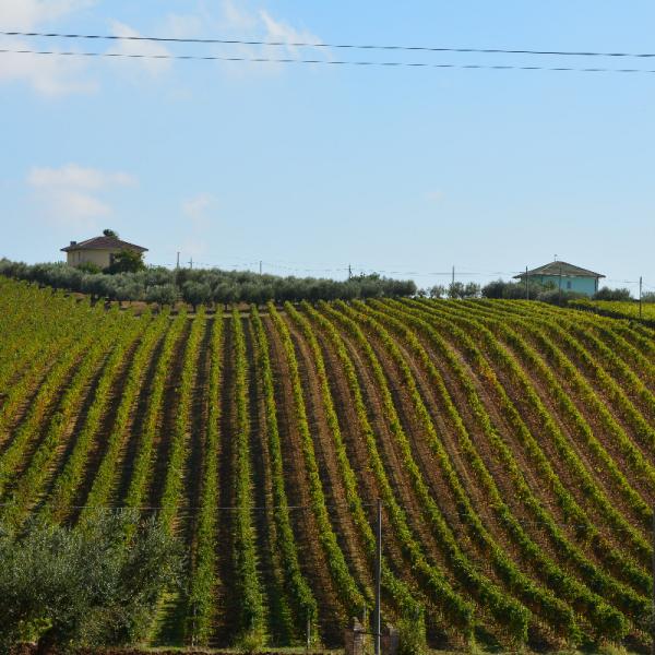 Cantina-di-biase-in-vigna-60