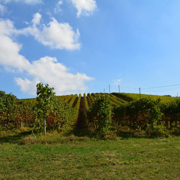 Cantina-di-biase-in-vigna-61