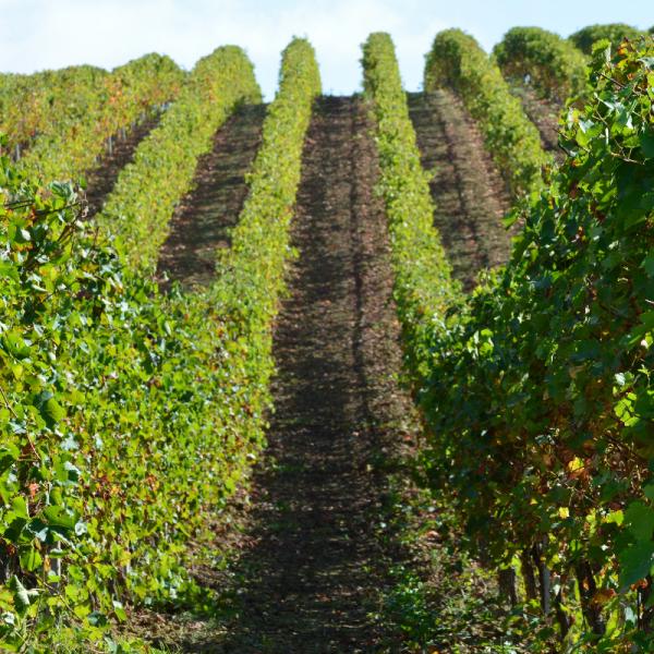 Cantina-di-biase-in-vigna-62