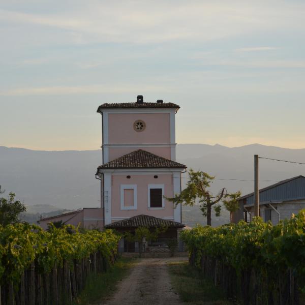 Cantina-di-biase-in-vigna-65
