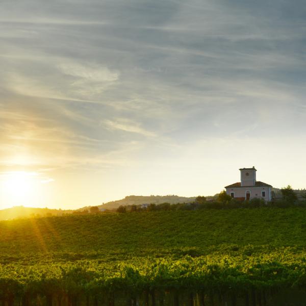 Cantina-di-biase-in-vigna-66
