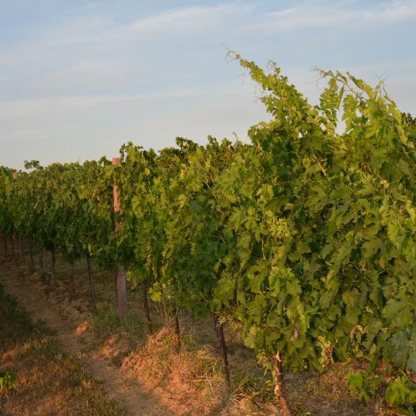 Cantina-di-biase-in-vigna-68