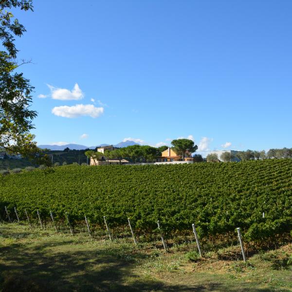 Cantina-di-biase-in-vigna-69