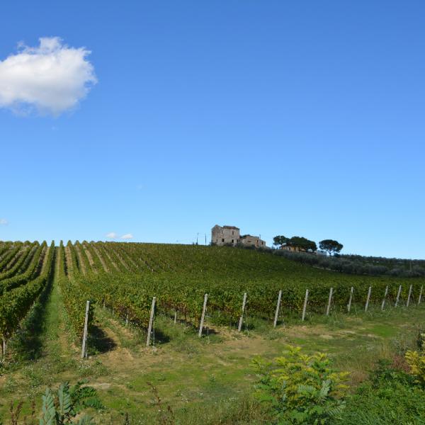 Cantina-di-biase-in-vigna-70