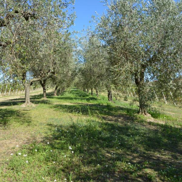 Cantina-di-biase-in-vigna-71