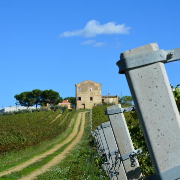 Cantina-di-biase-in-vigna-72